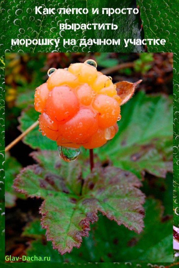 cómo cultivar moras
