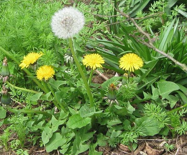 dientes de león en un lecho de flores