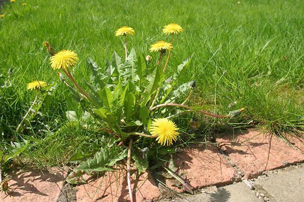 pissenlits le long de l'allée du jardin