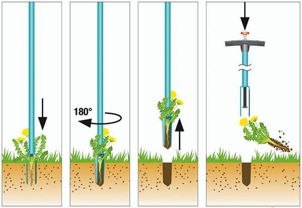 processus d'élimination du pissenlit