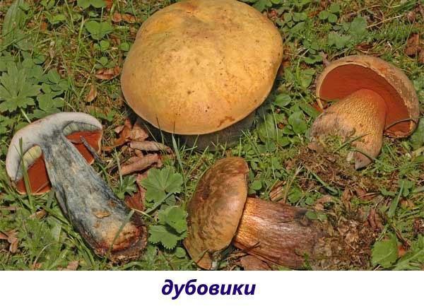 Duboviks