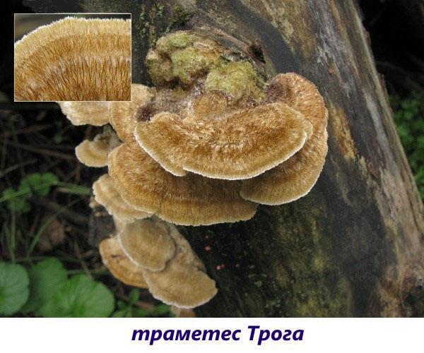 trametes troga