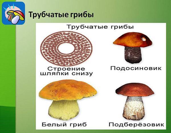 estructura de hongos tubulares