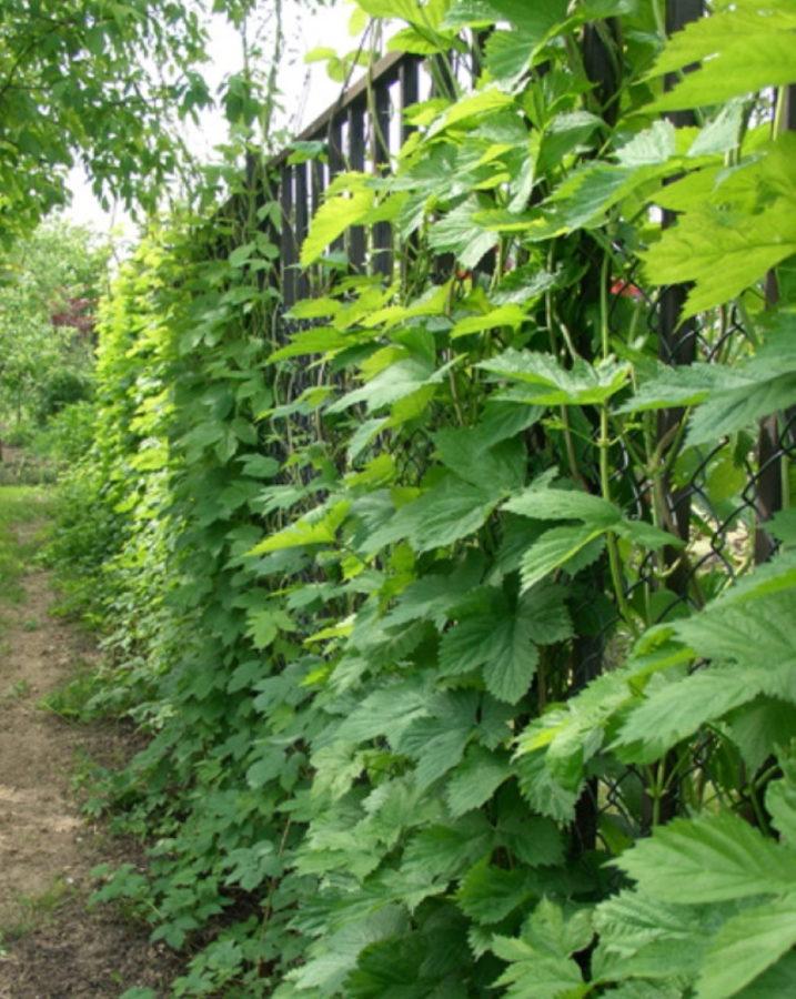 houblon domestiqué