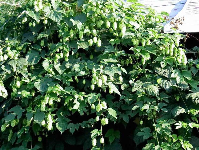 comment se débarrasser du houblon pour toujours