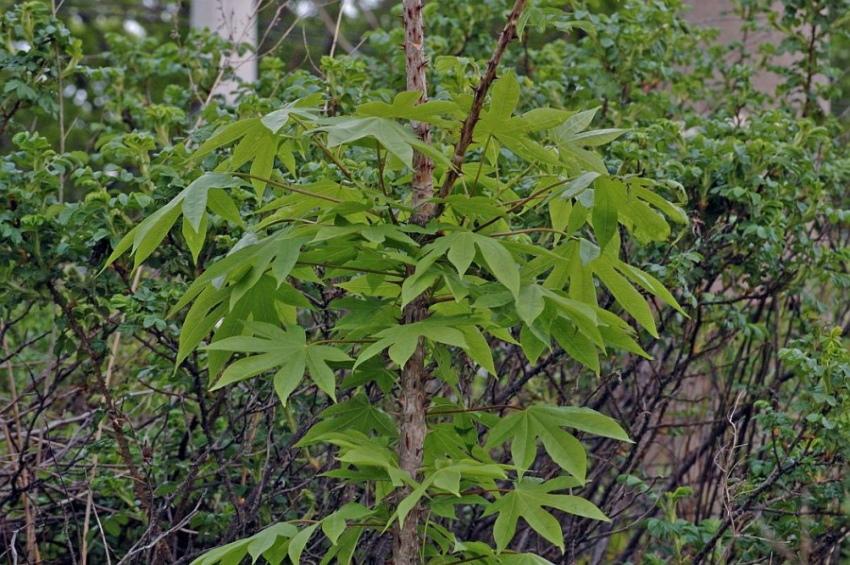 putain d'arbre avec des épines