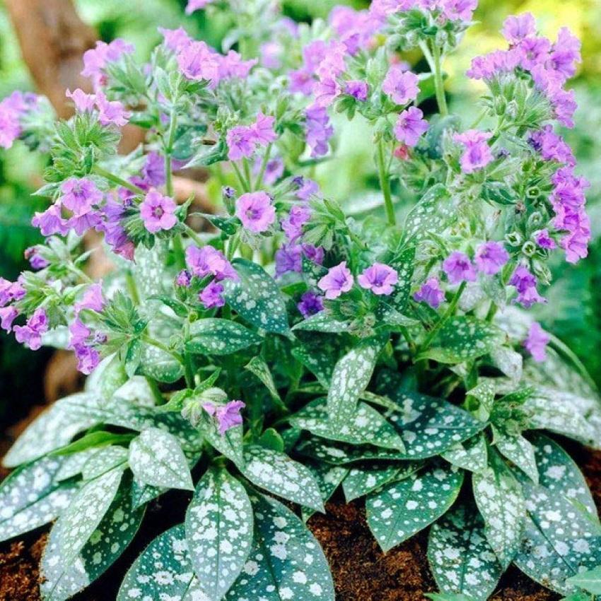 pulmonaria