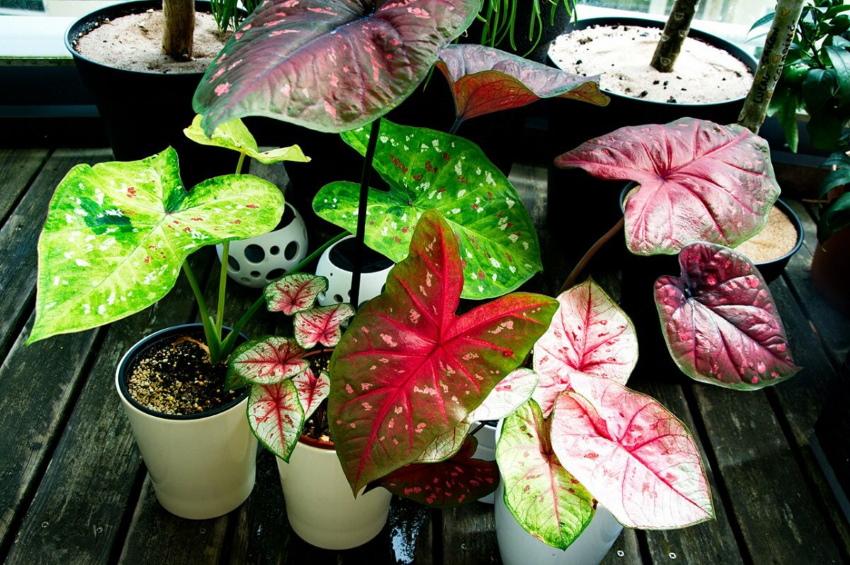 caladium