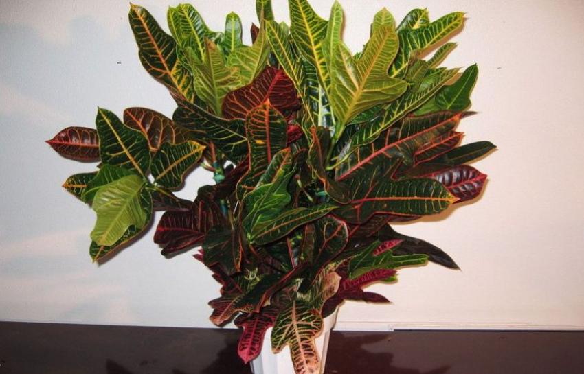 croton