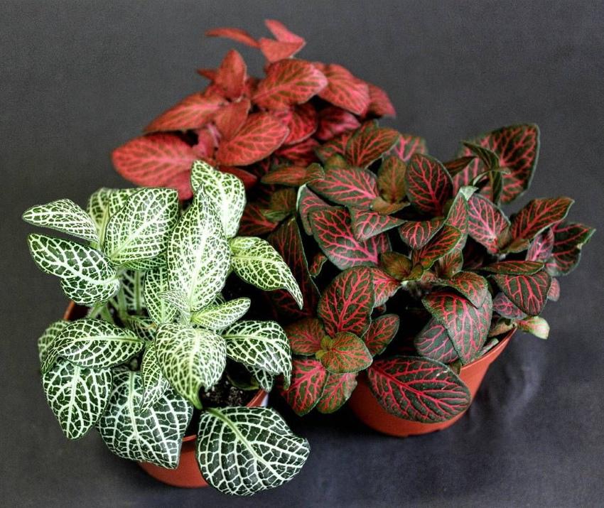 Fittonia