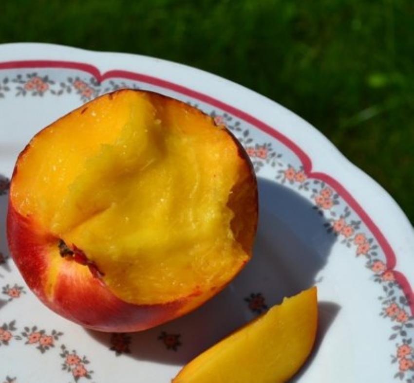 nectarina de ciruela