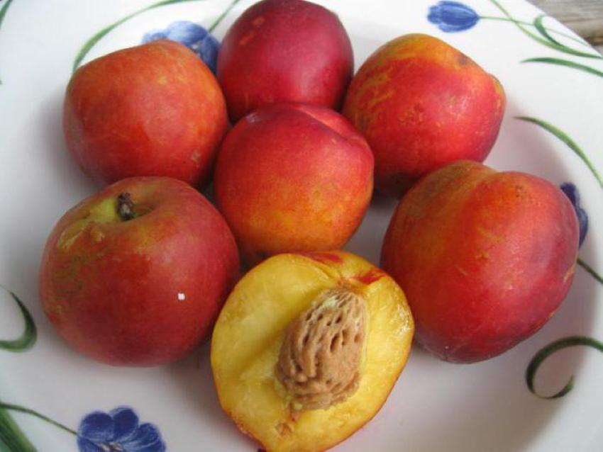 ciruela melocotón
