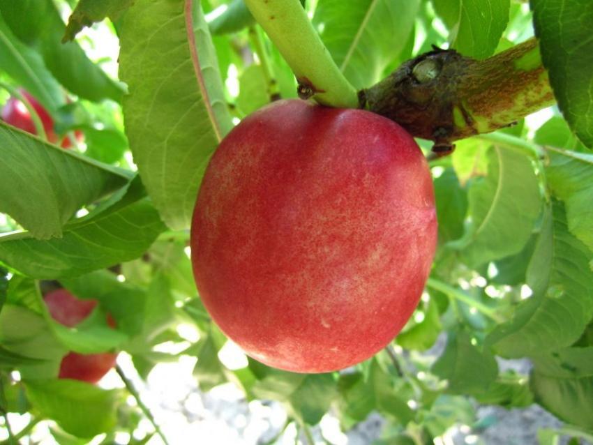 comment s'appelle une pêche croisée avec une prune