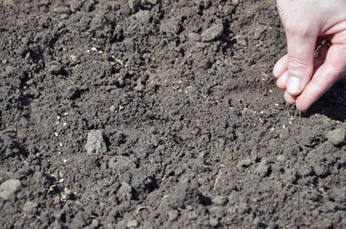 Nous semons de l'aneth dans le jardin