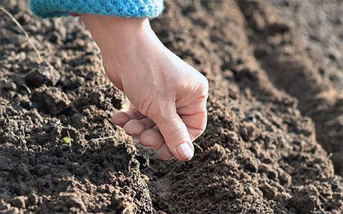 Semer de l'aneth en pleine terre