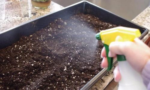 Cómo desinfectar el suelo para las plántulas.