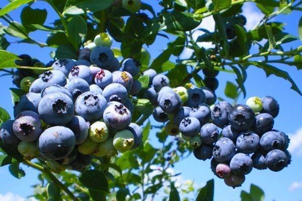 maladies fongiques du bleuet