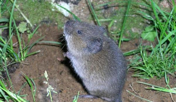 souris nuisible au jardin
