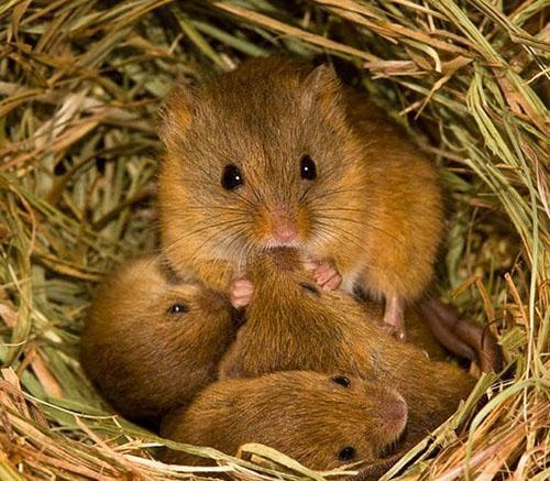 famille de souris campagnols
