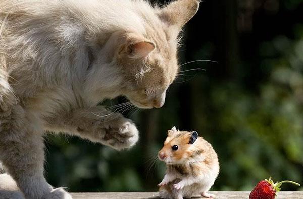 chat contre souris