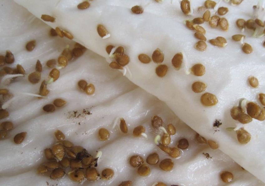 germination