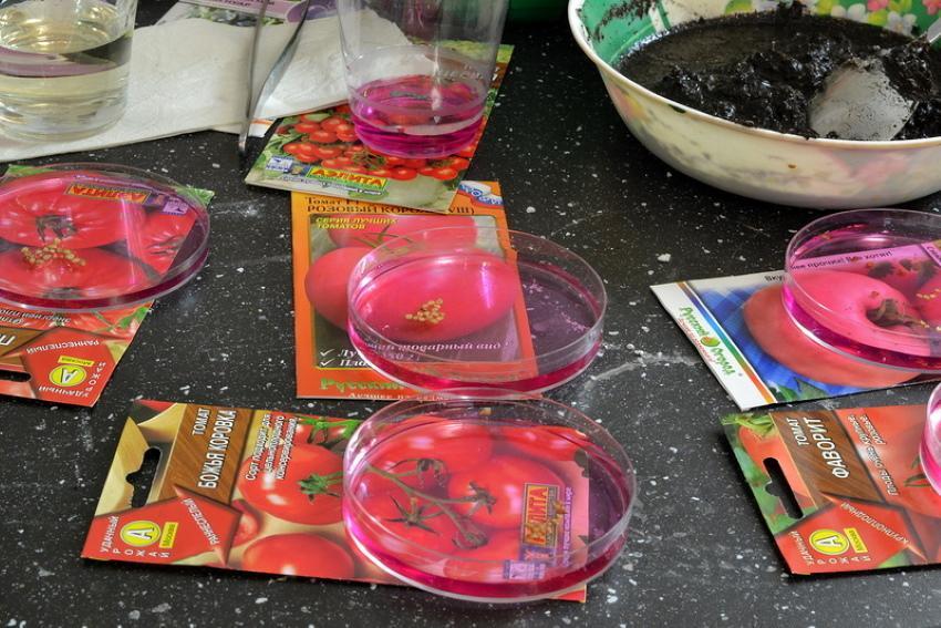 cómo procesar las semillas de tomate antes de sembrar