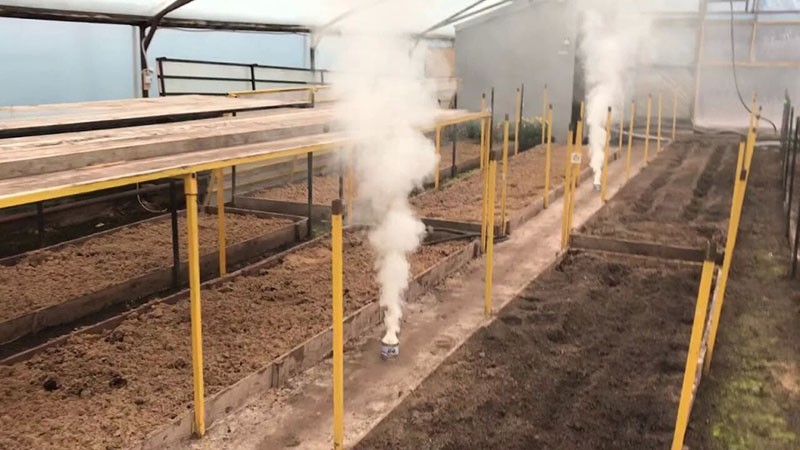 fumigación con esquejes de azufre