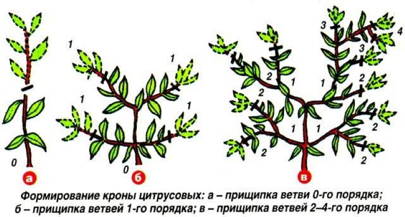 esquema de poda de naranja