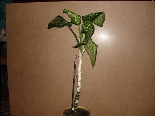 dieffenbachia étendu