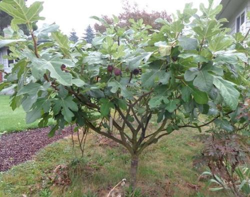 arbre demi-tronc