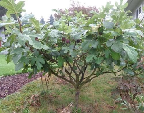 árbol de medio tallo