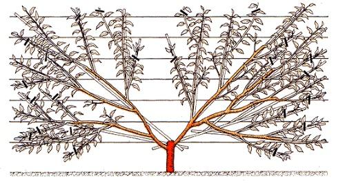 formación de abanico