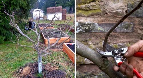 comment tailler les figues au printemps