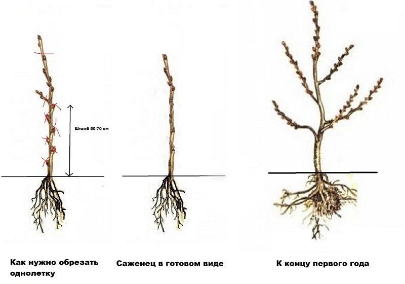 la primera poda de la pera después de plantar