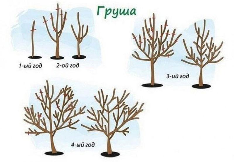 formation de couronne de poire dans les premières années