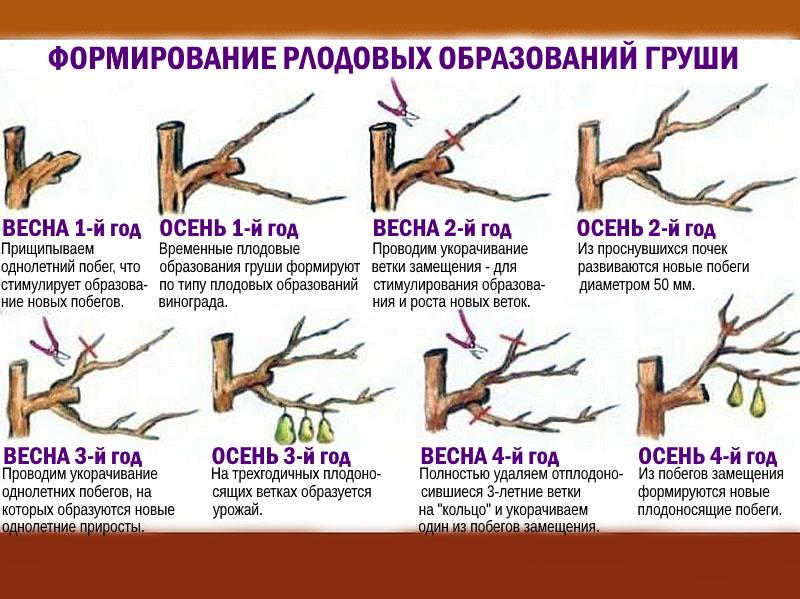 la formación de ramas fructíferas
