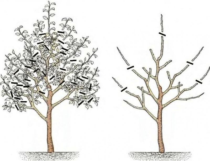 dando forma a la copa del árbol
