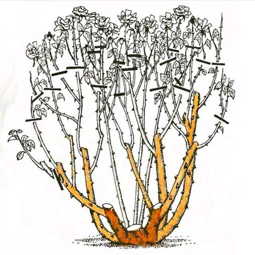 poda de rosas que florecen en las pestañas del año en curso