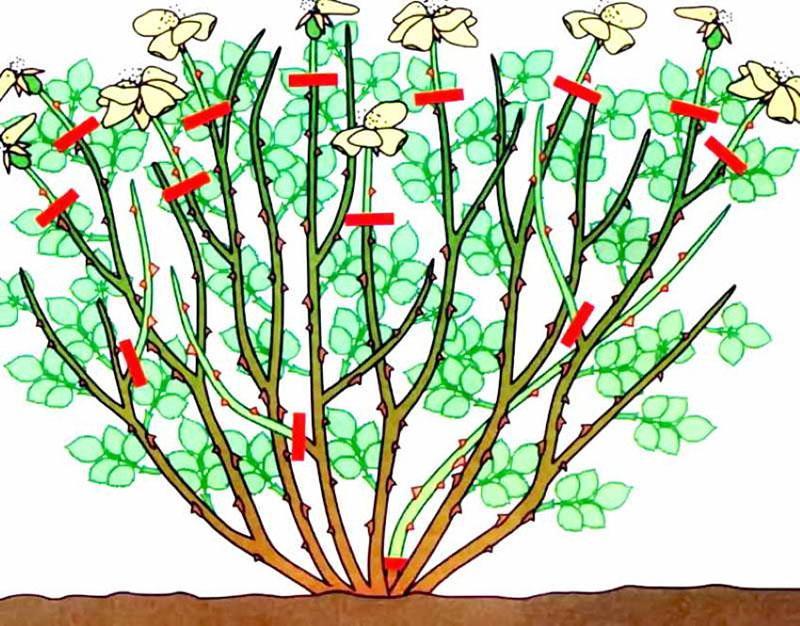 poda de rosas trepadoras