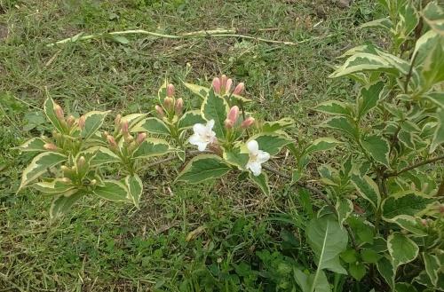 moment de parage weigela