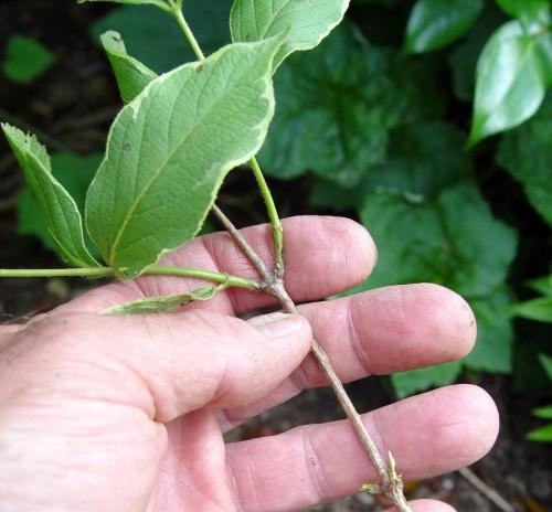 esquejes de weigela