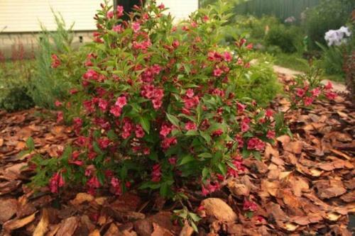 cómo podar weigela en otoño