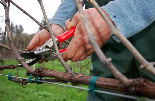 como podar las uvas