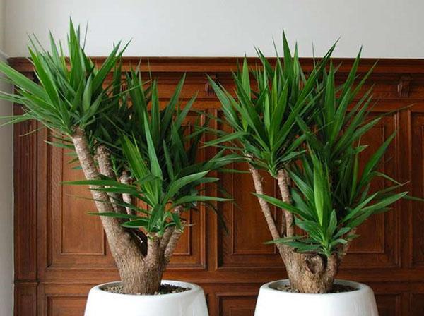 formation de couronne de yucca