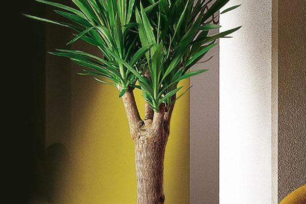 comment tailler un yucca