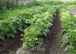 Buttes de pommes de terre correctement buttées