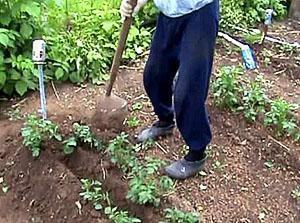 Planter des pommes de terre avec une houe