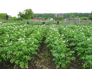 Un potager bien entretenu