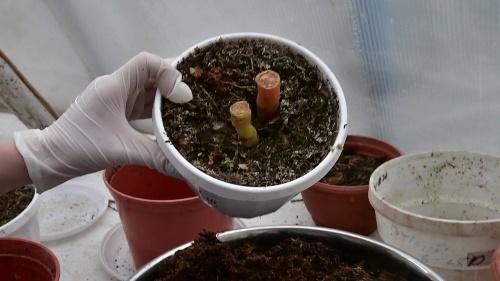 begonia tuberosa