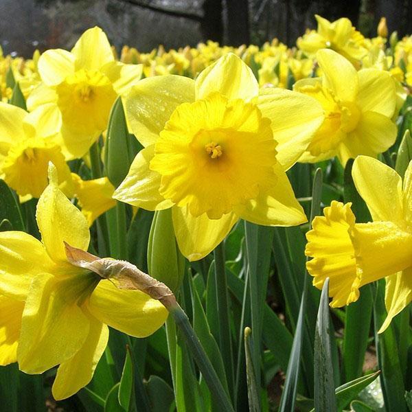 les jonquilles fleurissent